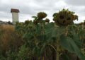 Freche Sonnenblume in Gänserndorf