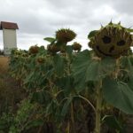 Freche Sonnenblume in Gänserndorf
