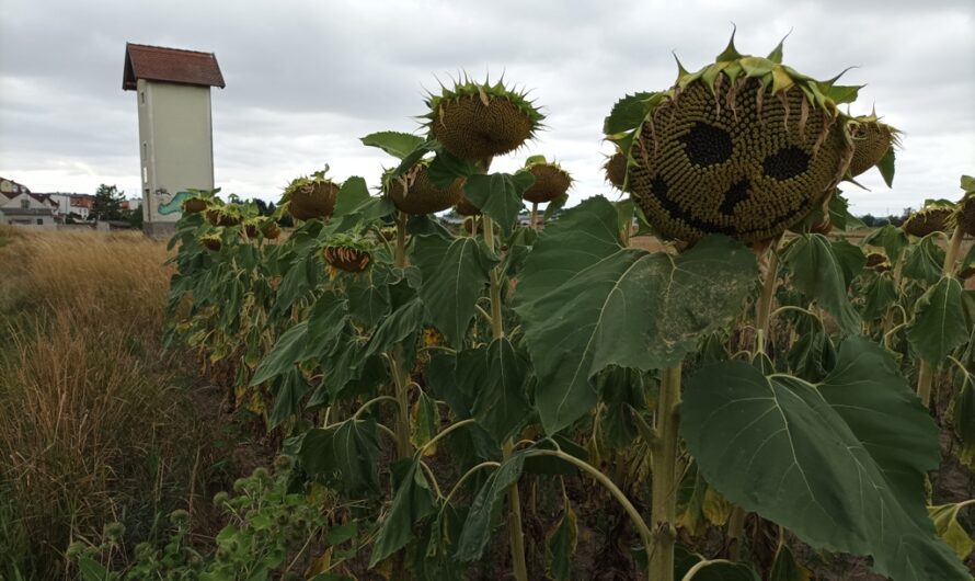 Freche Sonnenblume in Gänserndorf