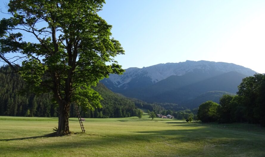 Leiter am Baum