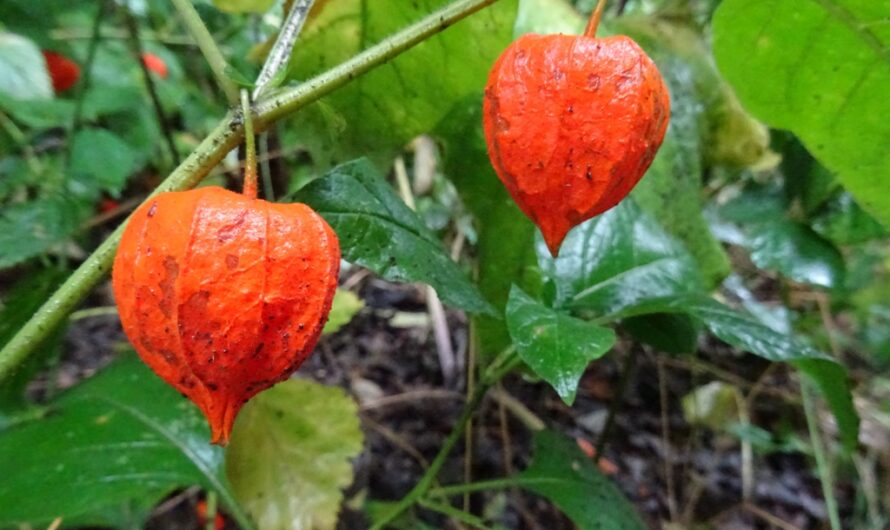 Rote Früchtchen