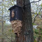 Hornissennest am Nistkasten