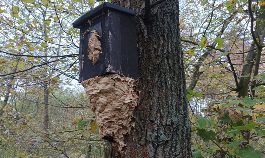 Hornissennest am Nistkasten