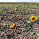 Sonnenblume am Kürbisfeld