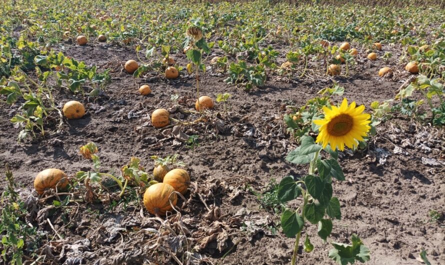 Sonnenblume am Kürbisfeld