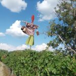 Vogelscheuche im Jungwein