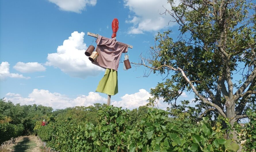 Vogelscheuche im Jungwein