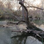 Baum über Marchfeldkanal