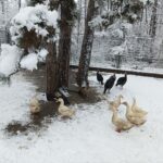 Federvolk im Schnee