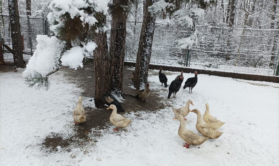 Federvolk im Schnee