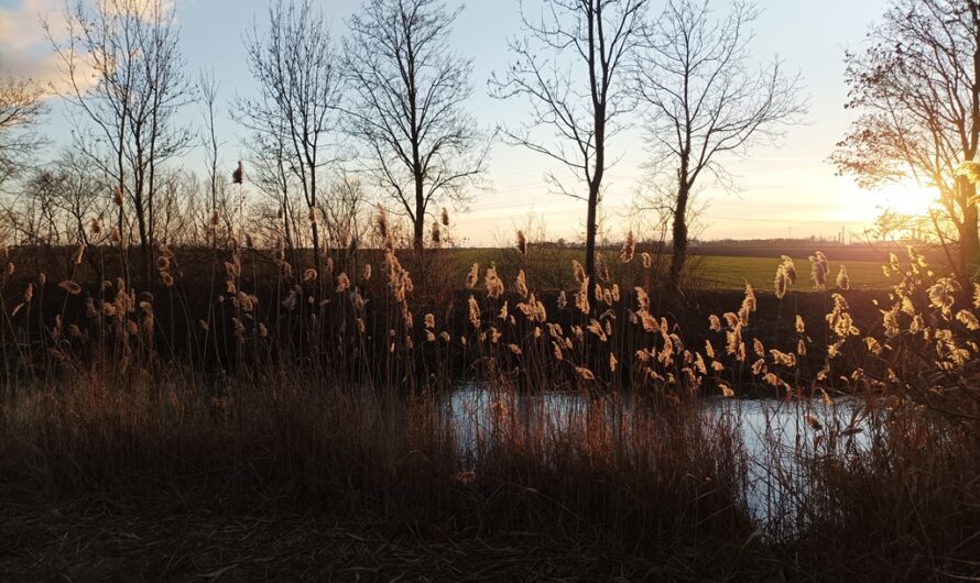 Wintersonne im Jänner