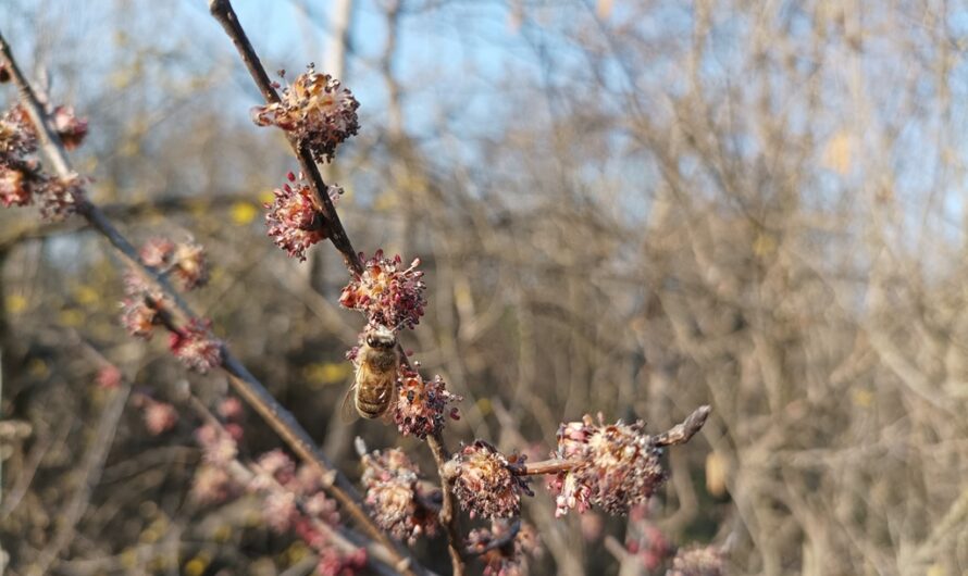 Frühe Biene