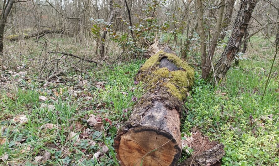 Stamm vor Frühlingsbeginn