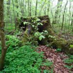 Baumstumpf im Auwald