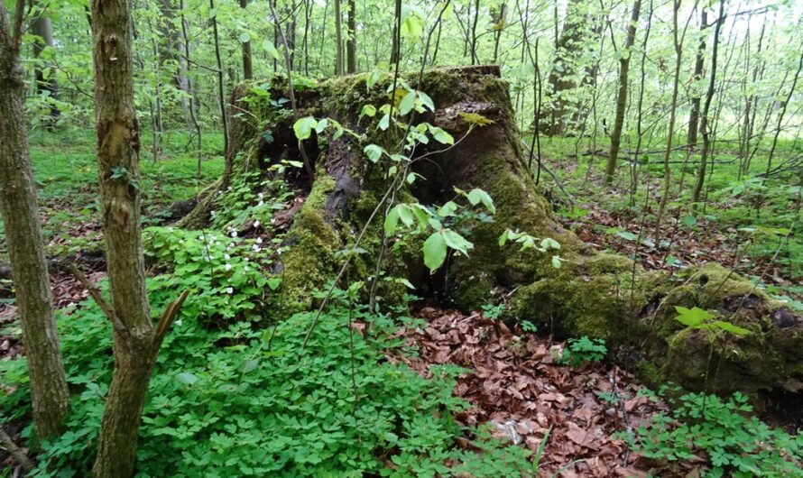 Baumstumpf im Auwald