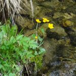 Blumen an der Mürz