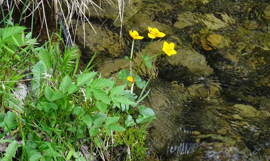 Blumen an der Mürz