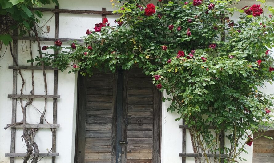 Rosen vor dem Tor