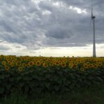 Sonnenblumen und Windenergie