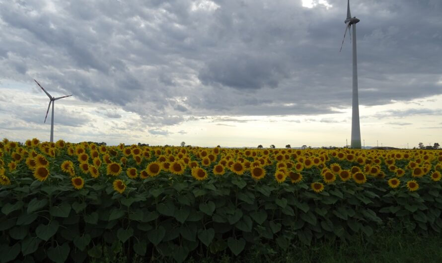 Sonnenblumen und Windenergie