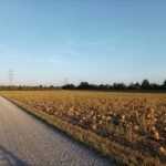 Abends am Kürbisfeld