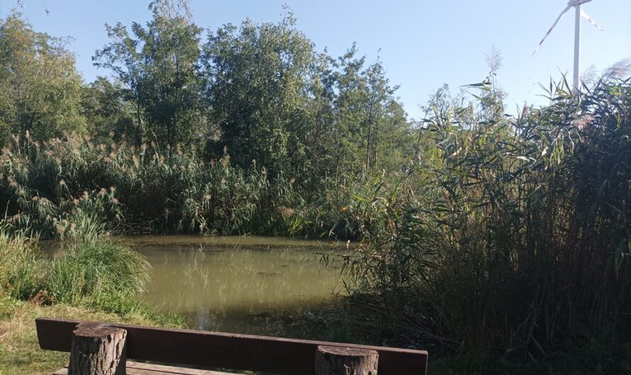 Biotop bei Obersiebenbrunn