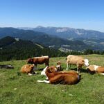 Kühe am Erzkogel