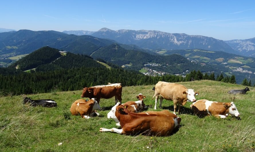 Kühe am Erzkogel