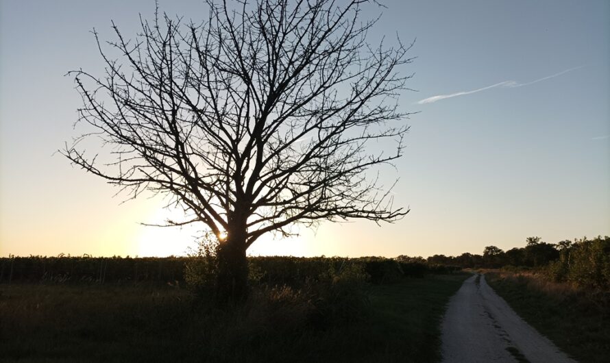 Sonnenuntergang am Bockberg