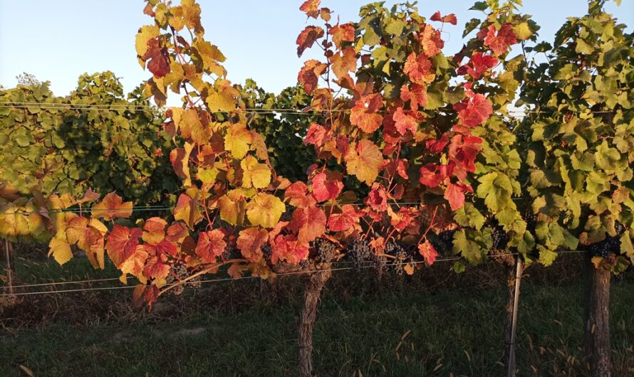 Trauben Anfang Herbst