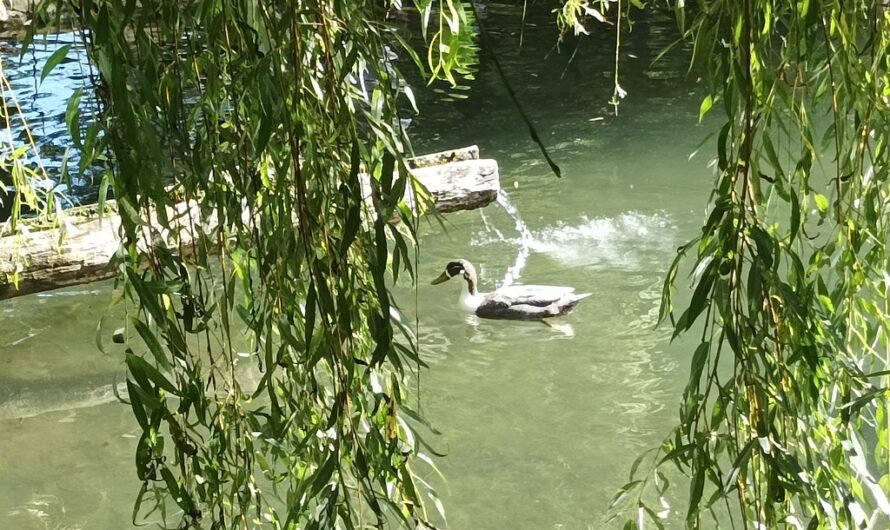 Ente im Tierpark Haag