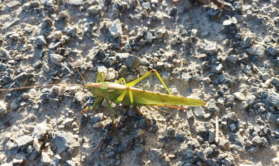 Heuschrecke in der Herbstsonne