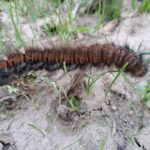 Kleine Raupe im Hochleithenwald