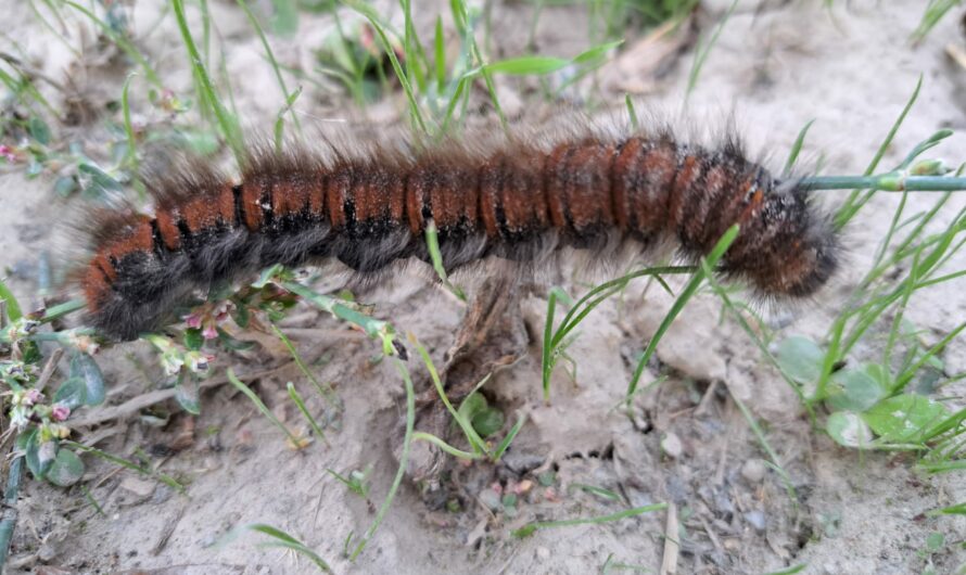 Kleine Raupe im Hochleithenwald