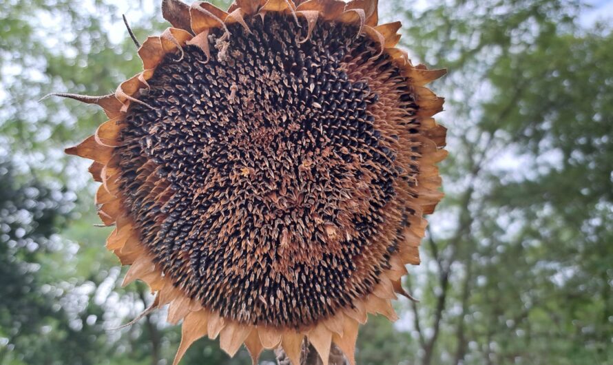 Trockene Sonnenblumen