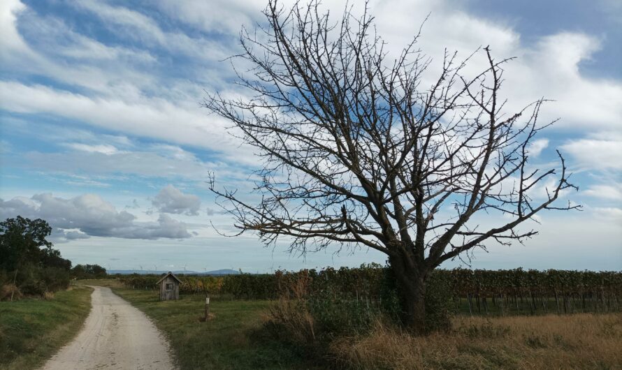 Kalte Jahreszeit am Bockberg