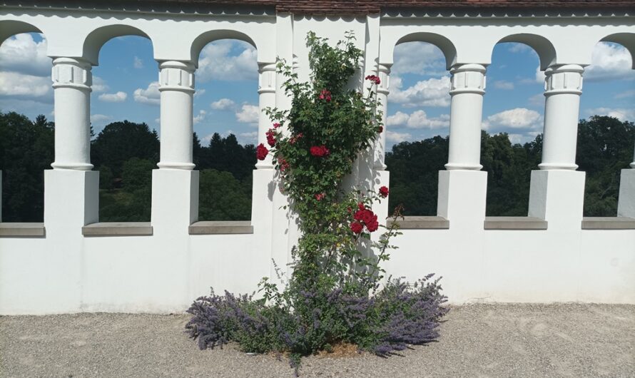 Rosen im Schloß