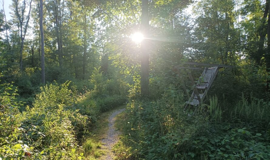 Sommerabend bei Dietenheim