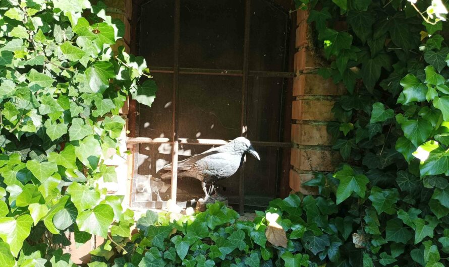 Vogel im Fenster