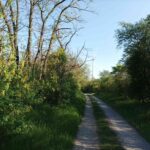 Goldregen am Sanddünenweg