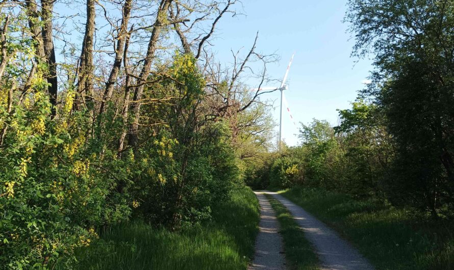 Goldregen am Sanddünenweg