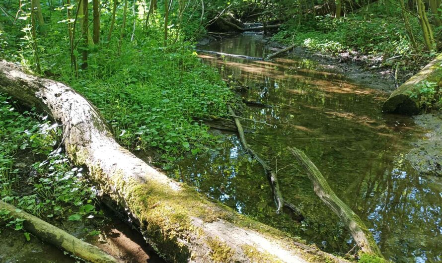 Idylle am Rohrbach