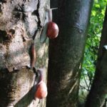 Marchfeld Schnecken