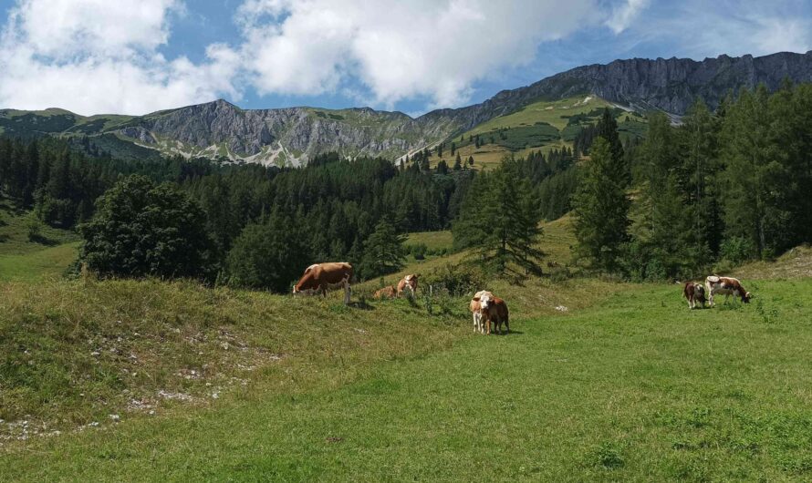 Ausblick von der Brunnalm