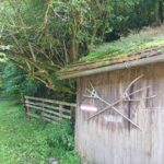 Unkraut am Dach