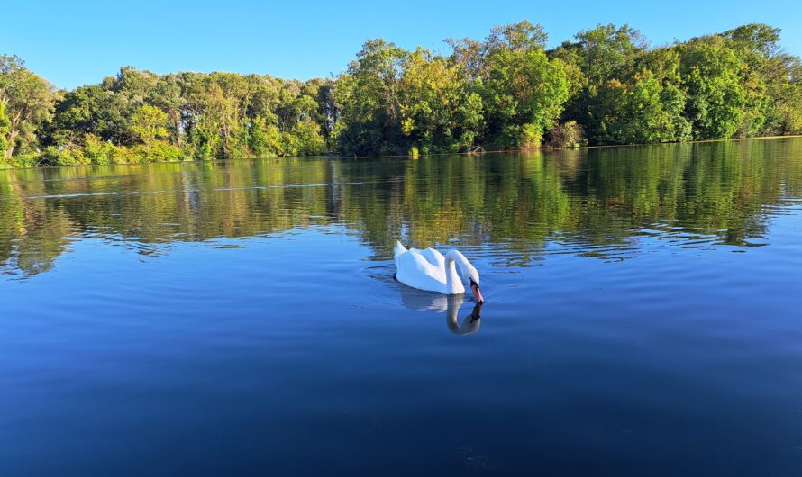 Schwan im großen Schloßteich