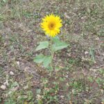 Einsame Sonnenblume
