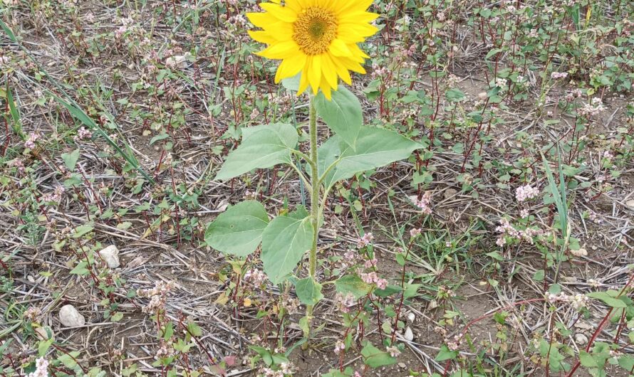 Einsame Sonnenblume