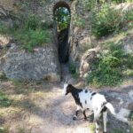 Ziegen am Muschelberg