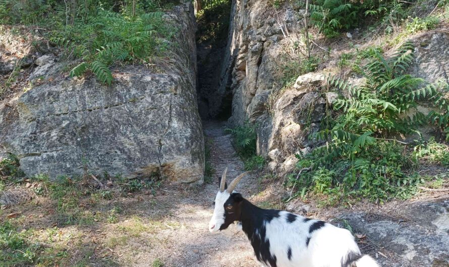 Ziegen am Muschelberg